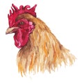 Watercolor rooster farm bird animal isolated art vector