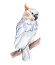 Watercolor cockatoo bird animal