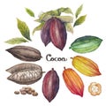 Watercolor cocoa fruit