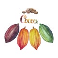 Watercolor cocoa fruit