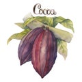 Watercolor cocoa fruit