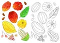 Watercolor cocoa fruit illustrations set Royalty Free Stock Photo