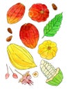 Watercolor cocoa fruit illustrations set Royalty Free Stock Photo