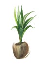 Watercolor coconut palm tree sprouted from a nut