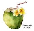 Watercolor coconut with plumeria flowers. Hand painted exotic drink with striped tube and floral decor isolated on white