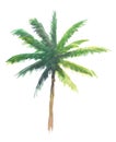 Watercolor of coconut tree illustration, isolated nature on white background