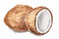 watercolor coconut.