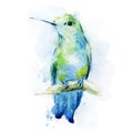 Watercolor colibri bird