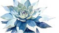 Watercolor Collection: Antigua and Barbuda\'s Agave Flower .