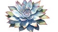 Watercolor Collection: Antigua and Barbuda\'s Agave Flower.
