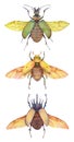 Watercolor collection of beetles: fiery searcher beetle, grapevine beetle, five-horned rhinoceros beetle