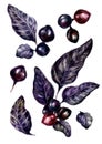 Watercolor Collection Of Black Berries And Leaves. Halloween Decoration