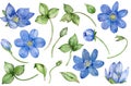 Watercolor collection of blue spring flowers hepatica isolated on white background. Hand-drawn floral set.