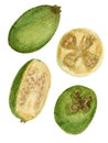 Watercolor collection, bright feijoa, fruit cut isolated on white background. For various products, kitchen, cards etc.