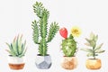 Watercolor collection cactus cacti and succulents in pots. Royalty Free Stock Photo