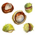 Watercolor collection with chestnuts