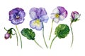 Watercolor Collection of Colorful Violets