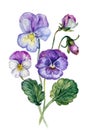 Watercolor Collection of Colorful Violets