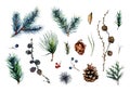 Watercolor Collection of Conifer Branches and Pinecones