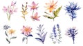 Watercolor Collection of Cyprus Flowers on a Clean White Background .