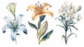 Watercolor Collection of Cyprus Flowers on a Clean White Background .