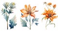 Watercolor Collection of Cyprus Flowers on a Clean White Background .