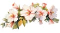 Watercolor Collection of Flowers from Cyprus on a Clean White Background .