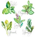 Watercolor collection of fresh herbs isolated: basil, rosemary, oregano, sage, spinach. Herbs object isolated on white