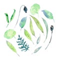 Watercolor collection of grass and leaves. Different shadows of green.