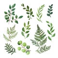 Watercolor collection of greenery foliage and leaves on white background. Green herbs, plant branches illustration Royalty Free Stock Photo