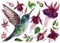 Watercolor Collection of Hummingbird and Fuchsia Flowers