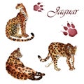 Watercolor collection of jaguars isolated on a white background