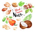 Watercolor collection of nuts