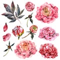 Watercolor Collection of Pink Peonies