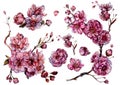 Watercolor Collection of Sakura Flowers