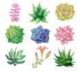 Watercolor collection of succulents, hand drawn colorful plants illustration isolated on white. Botanical clip art set Royalty Free Stock Photo