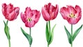 Watercolor collection tulips flowers. Spring illustration isolated on white background. Floral design