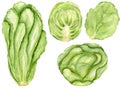 Watercolor collection of vegetables, various green cabbages isolated on white background. For various food products, etc