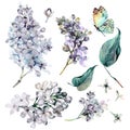 Watercolor Collection of White Lilac