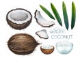 Watercolor collection of whole and sliced coconuts, leaves, bowls and handfuls of flakes.