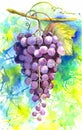 Watercolor coloful illustration of fruit grapes