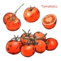 Watercolor colored pencils tomatoes sketches set with ink outline