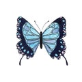 Watercolor colorful blue butterfly isolated on white background Royalty Free Stock Photo