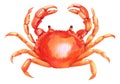 Watercolor colorful crab. Fresh organic seafood. illustration