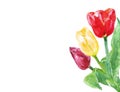 Watercolor colorful elegant composition with red, yellow and purple tulips isolated on white background. Spring decorative flowers Royalty Free Stock Photo