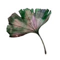 Watercolor colorful ginkgo leaf. Leaf plant botanical garden floral foliage. Isolated illustration element.
