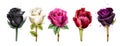 Watercolor colorful roses set collection Vector. Black rose, pink, red flowers. Beautiful detailed floral illustrations Royalty Free Stock Photo