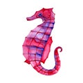 Watercolor colorful Seahorse, isolated illustration on white background. Royalty Free Stock Photo
