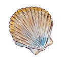 Watercolor colorful seashell hand drawn illustration