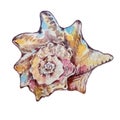 Watercolor colorful seashell hand drawn illustration